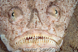 stargazer in Nuewba Egypt by Javier Sandoval 